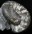 Cadoceras Ammonite Cluster - Russia #34632-4